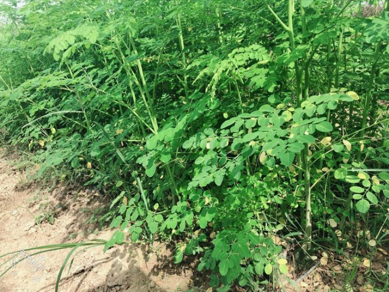 【牛商推荐】包邮正宗印度辣木小苗多种规格可选