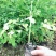 【牛商推荐】包邮正宗印度辣木小苗多种规格可选