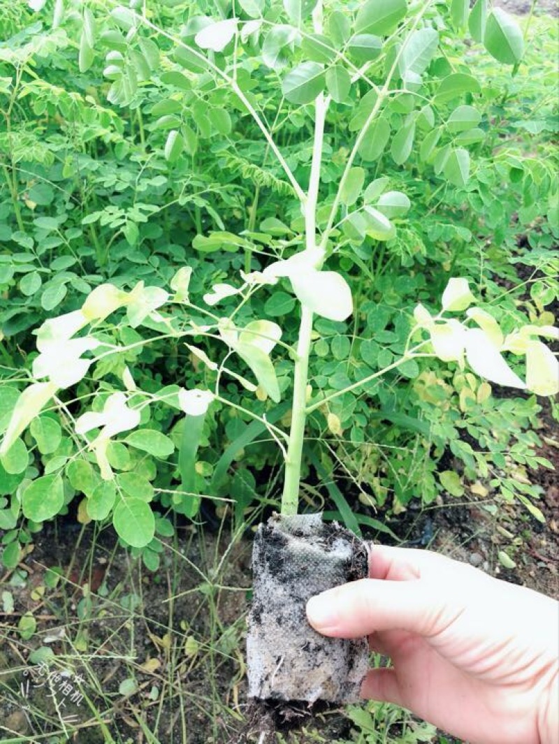 【牛商推荐】包邮正宗印度辣木小苗多种规格可选