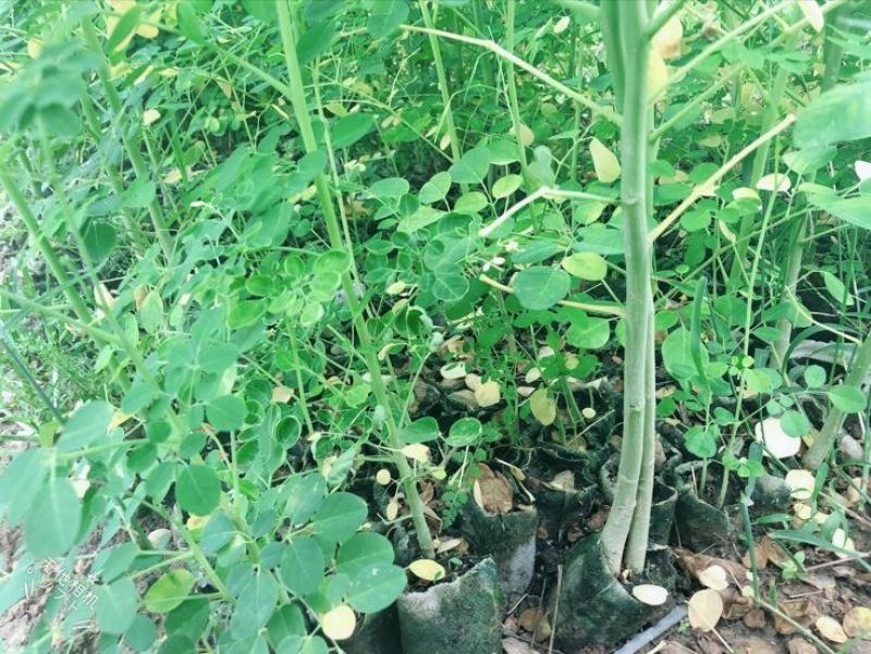 【牛商推荐】包邮正宗印度辣木小苗多种规格可选