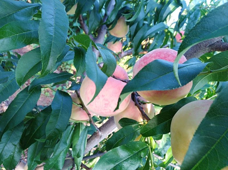 高原原生态山桃，果大，4……8两.
