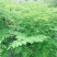 【一件代发】包邮正宗辣木树苗，高营养，基地直发，成活率高