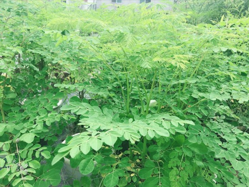 【一件代发】包邮正宗辣木树苗，高营养，基地直发，成活率高
