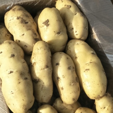 土豆