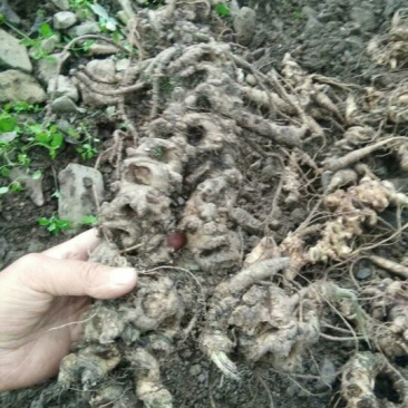 四川野生白三七！竹节参！人参，竹根七，盘龙七，
