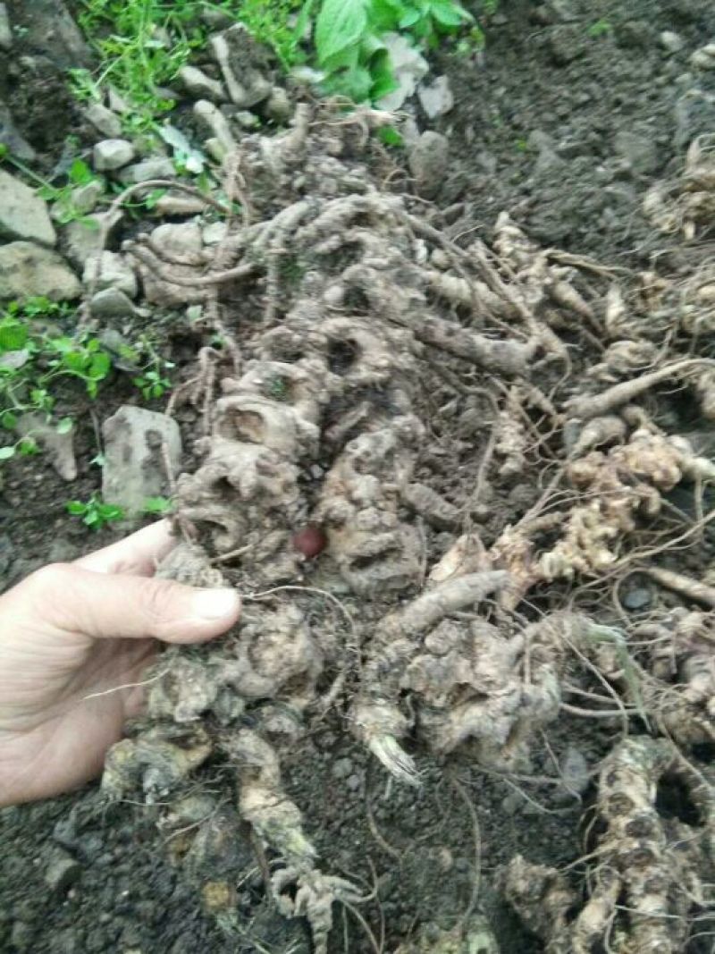 四川野生白三七！竹节参！人参，竹根七，盘龙七，