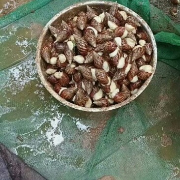 中华白玉蜗牛