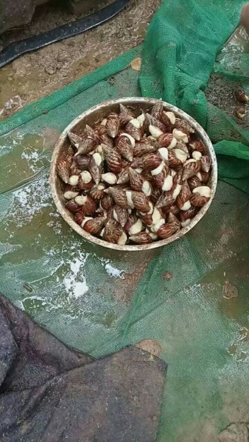 中华白玉蜗牛