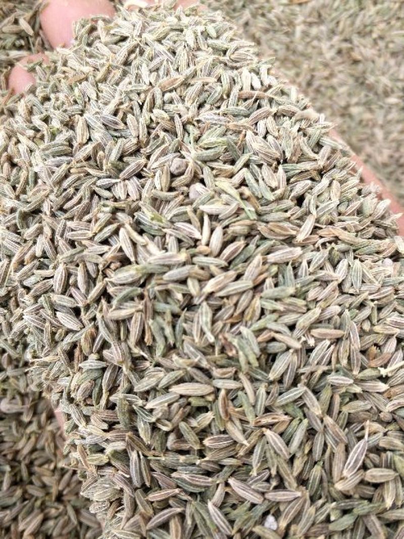 新疆孜然新货上市，颗粒饱满，味道十足，