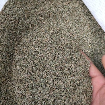新疆孜然新货上市，颗粒饱满，味道十足，
