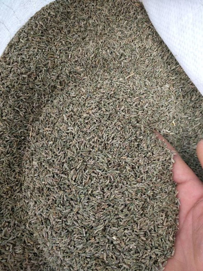 新疆孜然新货上市，颗粒饱满，味道十足，
