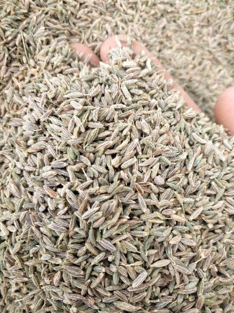 新疆孜然新货上市，颗粒饱满，味道十足，