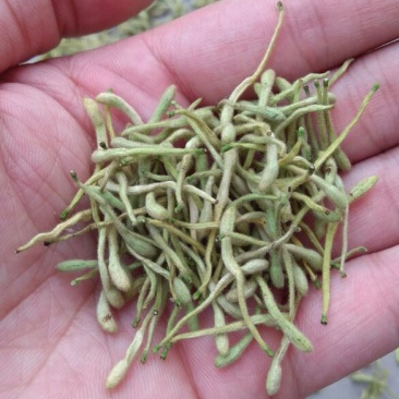 金银花色青花绿花金银花干花烘干货特级金银花茶