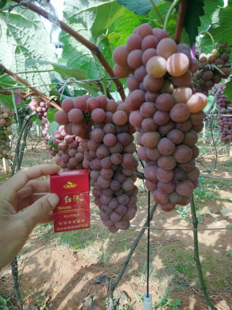 葡萄-维拉莎