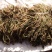 野菜供应（野干菜）包运费价格