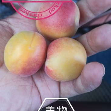 阿克苏吊干杏/小红杏/小蜜杏