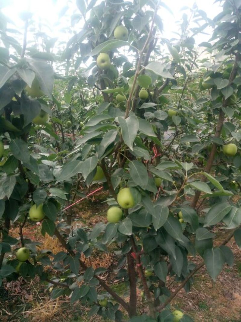 绿宝石梨4两起