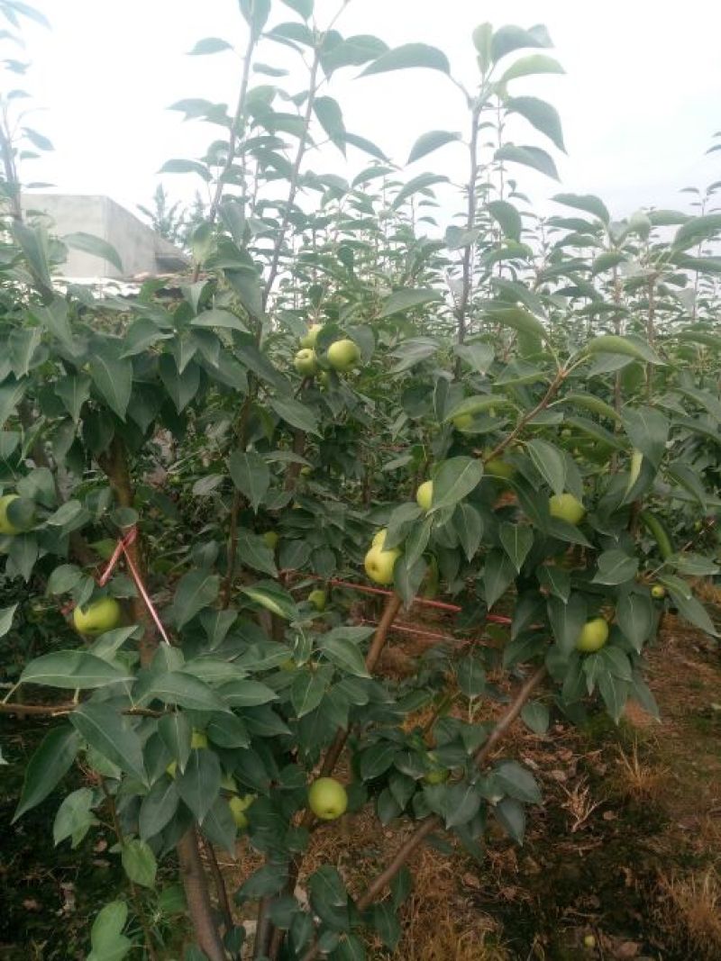 绿宝石梨4两起