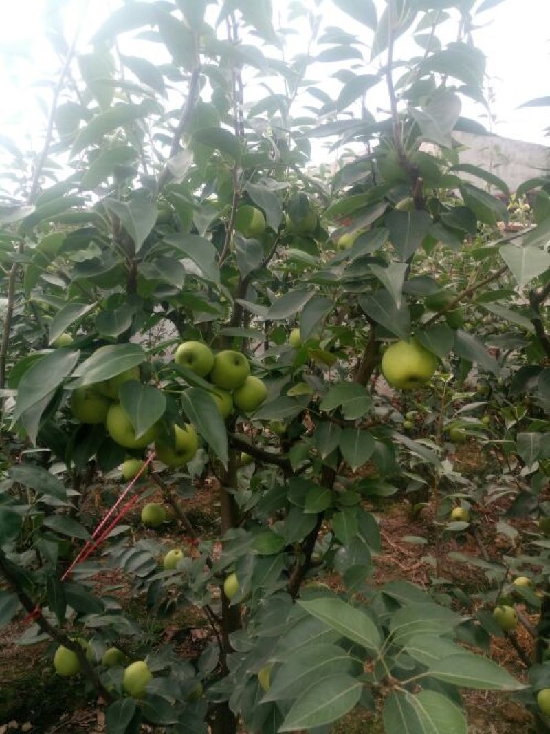 绿宝石梨4两起