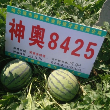 西瓜种子8425