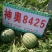 西瓜种子8425