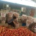 山东省聊城市蔬菜产地精品西红柿大量上市中