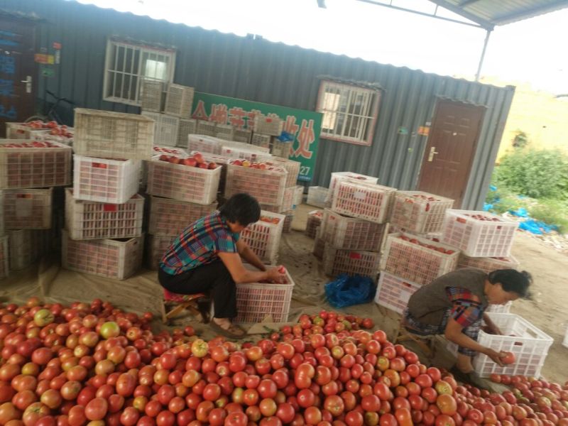 山东省聊城市蔬菜产地精品西红柿大量上市中