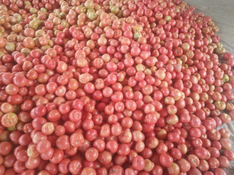 山东省聊城市蔬菜产地精品西红柿大量上市中