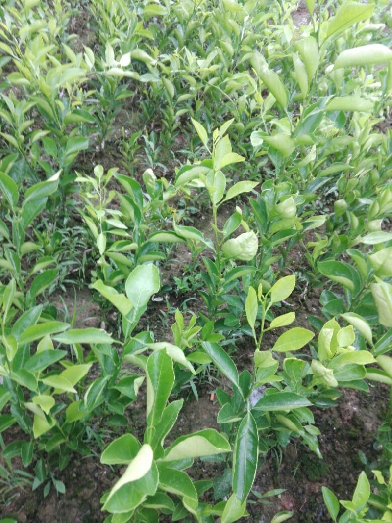 红桔桩头嫁接的春见苗，沃柑苗，高四十以上，泥浆保湿，薄膜
