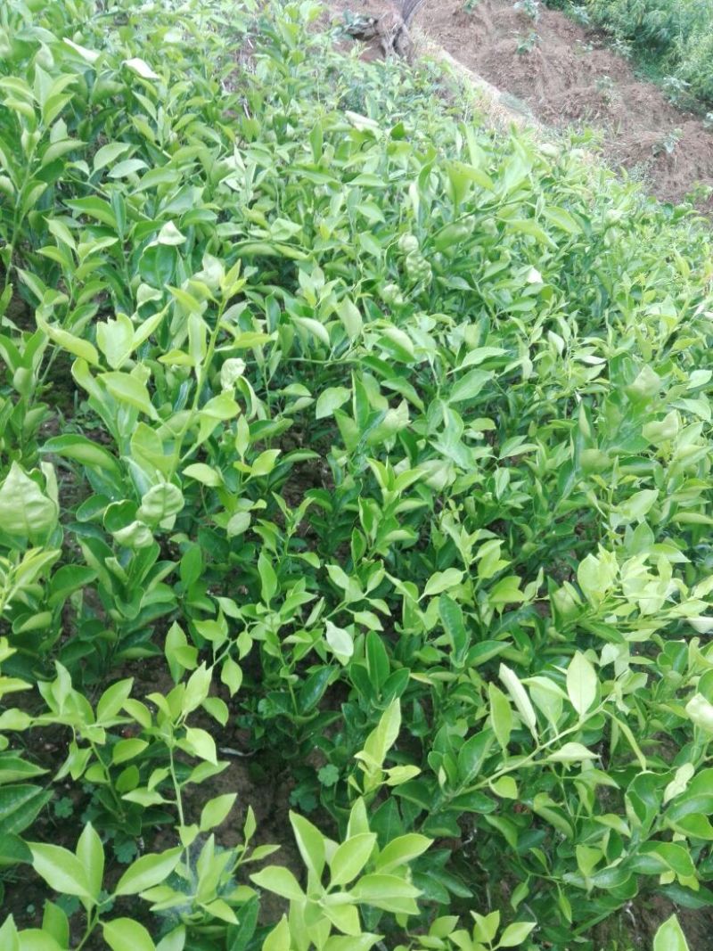 红桔桩头嫁接的春见苗，沃柑苗，高四十以上，泥浆保湿，薄膜