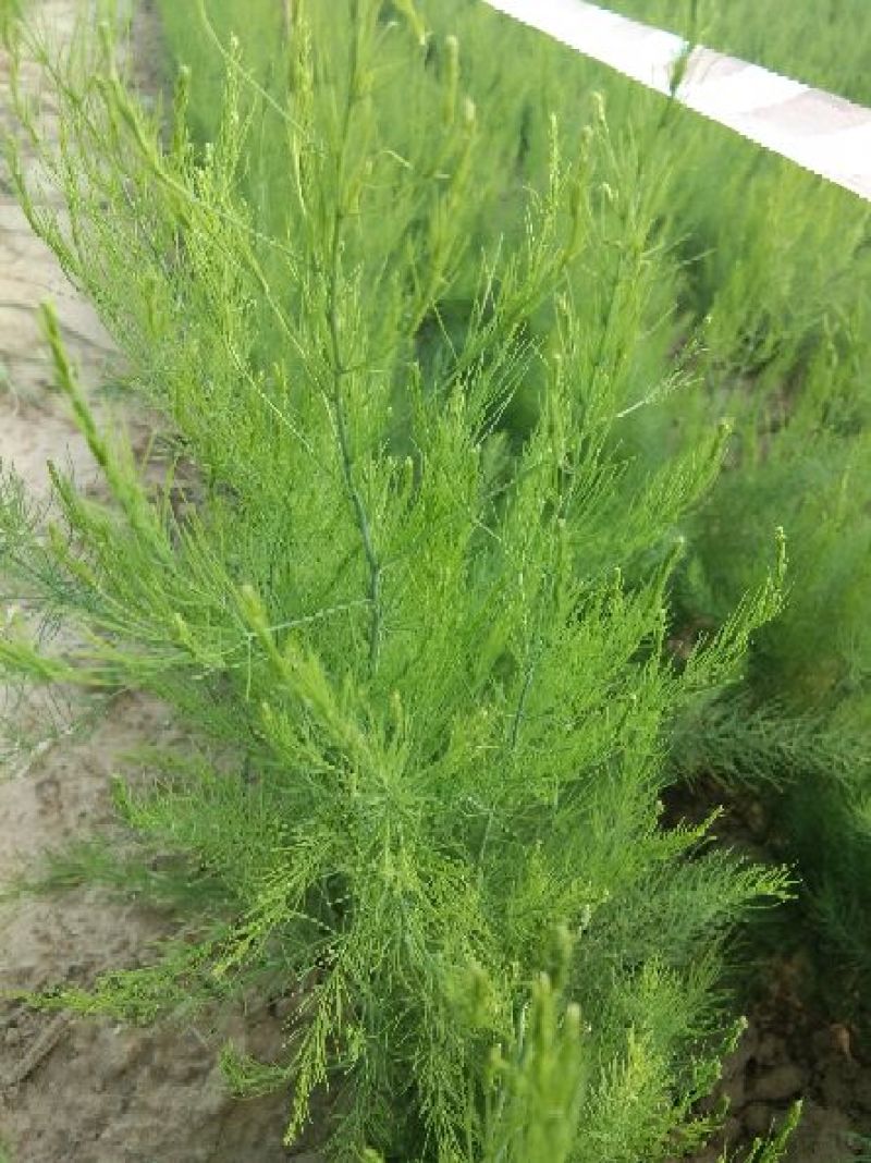 芦笋苗