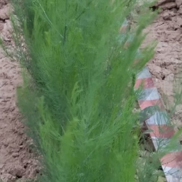 芦笋苗