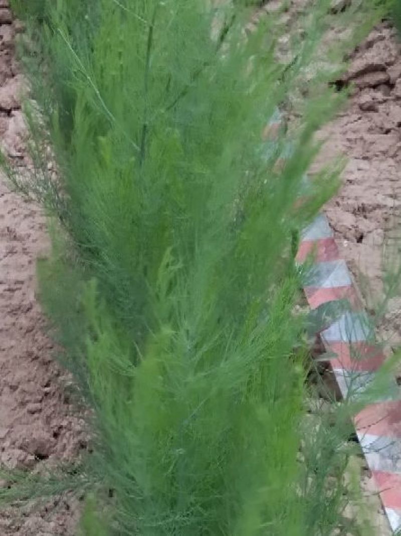 芦笋苗