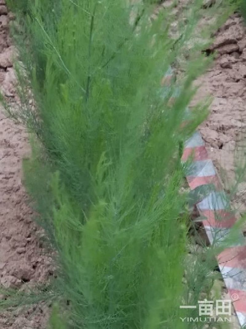 芦笋苗