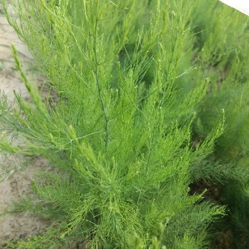 芦笋苗