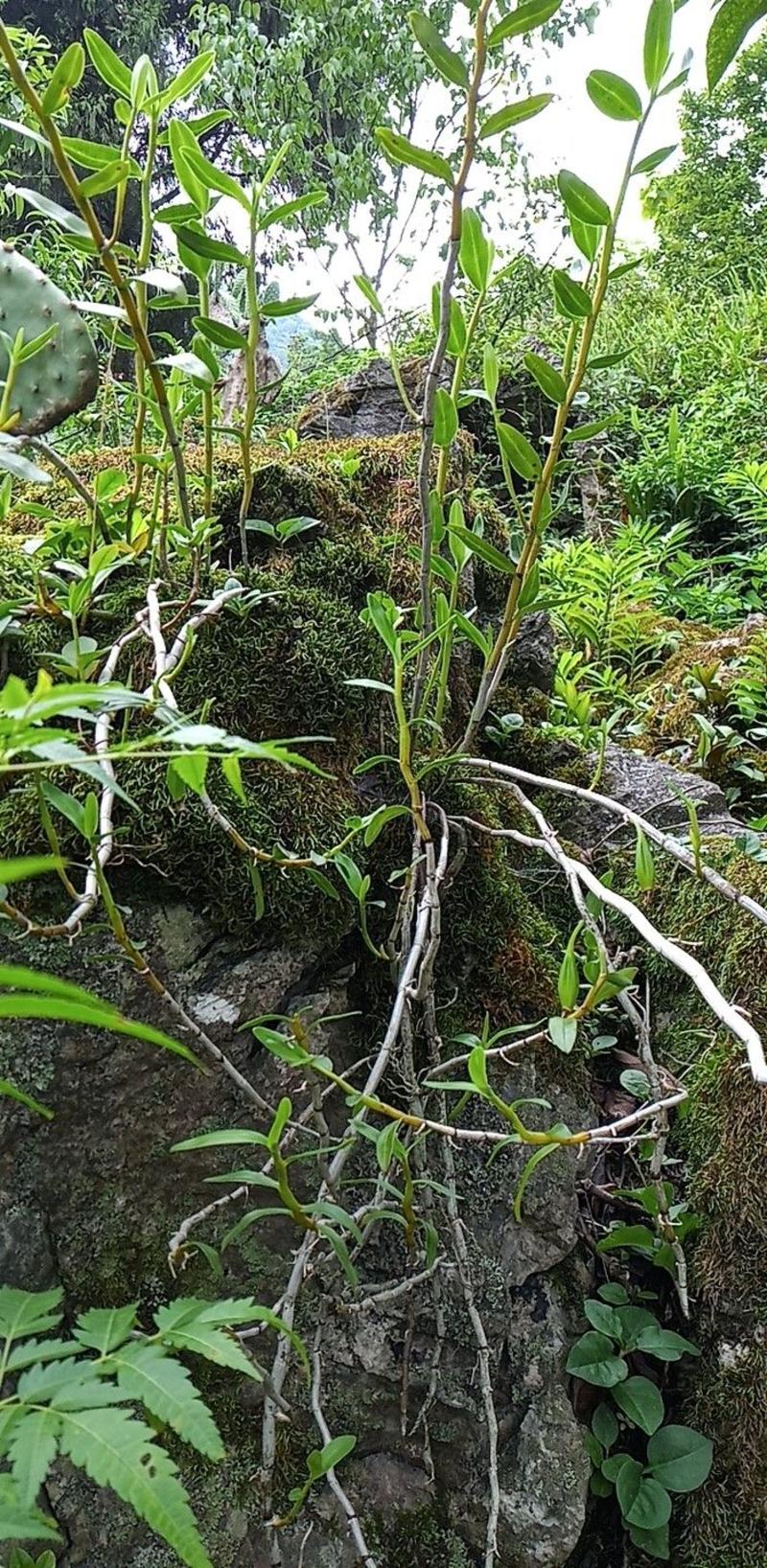 石斛，出于贵州省黔西南州，大山生长，品种多！纯野生！