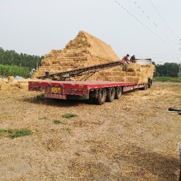 出售大量稻草秸秆欢迎各地老板合作共赢发货全国
