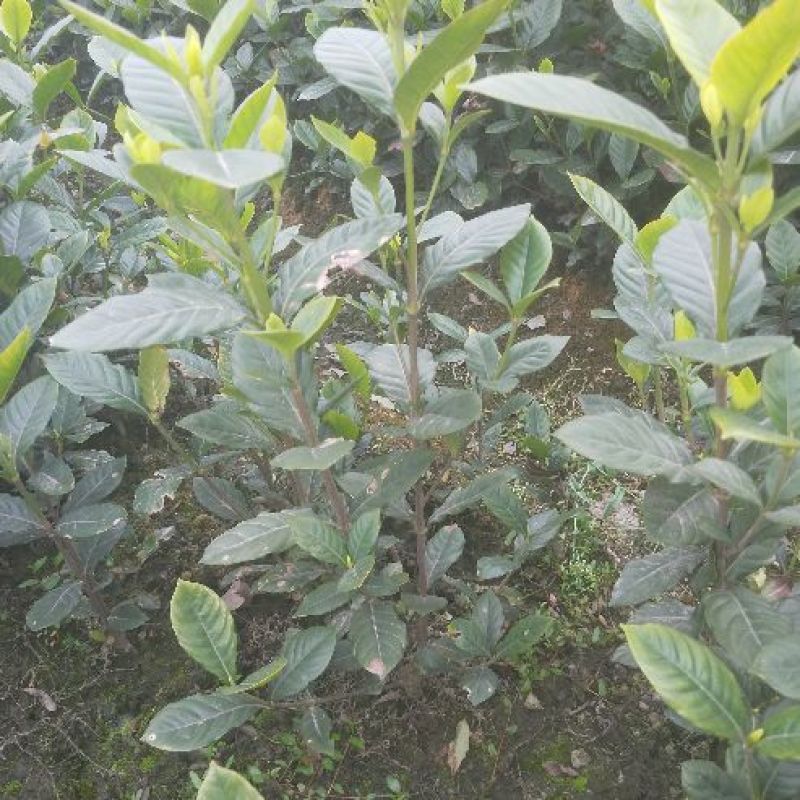 栀子花苗自产自销绿化工程苗品种多质量好