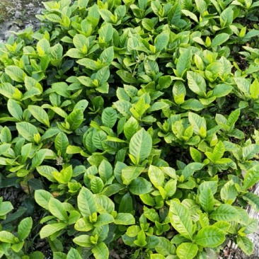 栀子花苗自产自销绿化工程苗品种多质量好