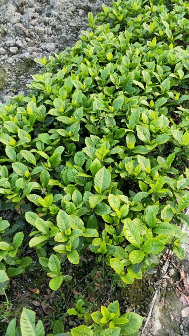 栀子花苗自产自销绿化工程苗品种多质量好