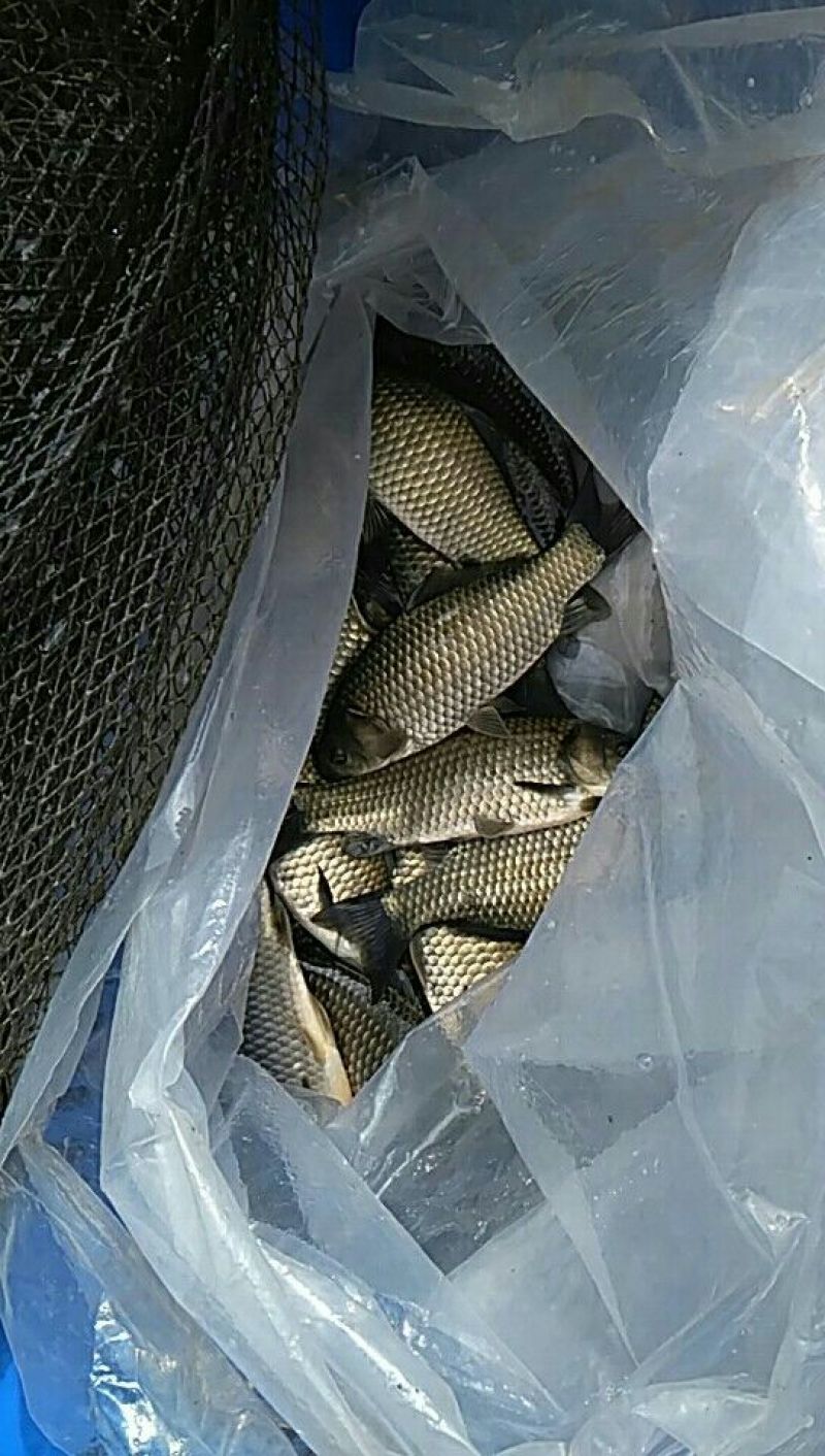 百容鲫