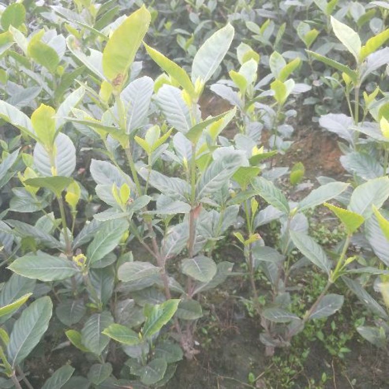 栀子花苗自产自销绿化工程苗品种多质量好