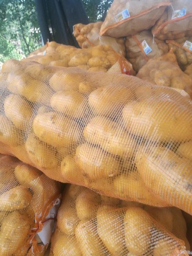 荷兰十五土豆黄心土豆河南土豆可视频看货规格齐全