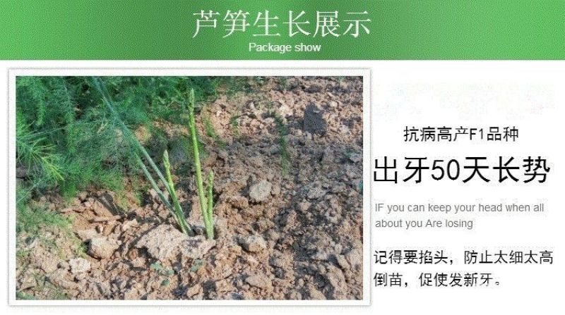 芦笋苗抗病高产保质保量包成活死苗免费补发视频选苗全国发规格全