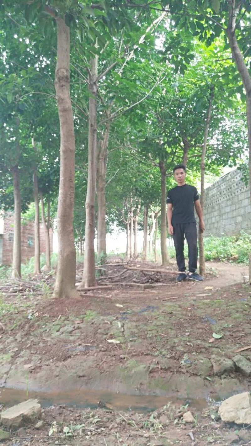 出售秋枫，价格非常美丽，12-15公分，高3.5-4，