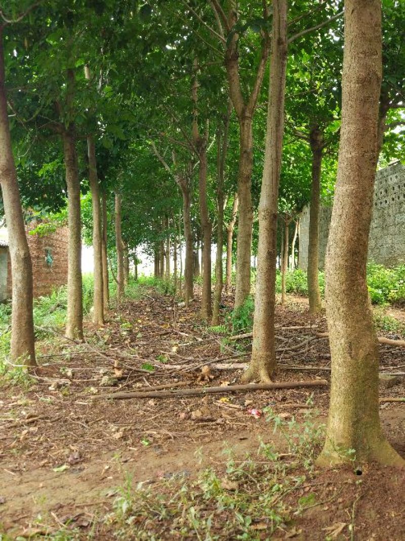 出售秋枫，价格非常美丽，12-15公分，高3.5-4，