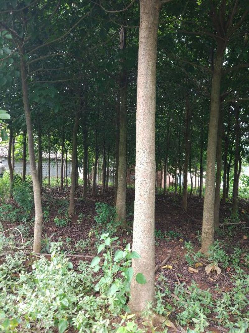出售秋枫，价格非常美丽，12-15公分，高3.5-4，