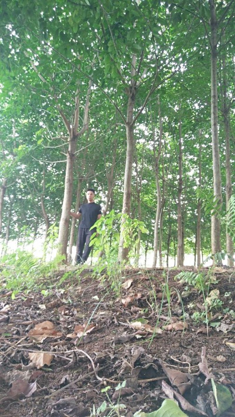 出售秋枫，价格非常美丽，12-15公分，高3.5-4，