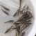 巴沙鱼。巴沙鱼苗
