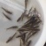 巴沙鱼。巴沙鱼苗